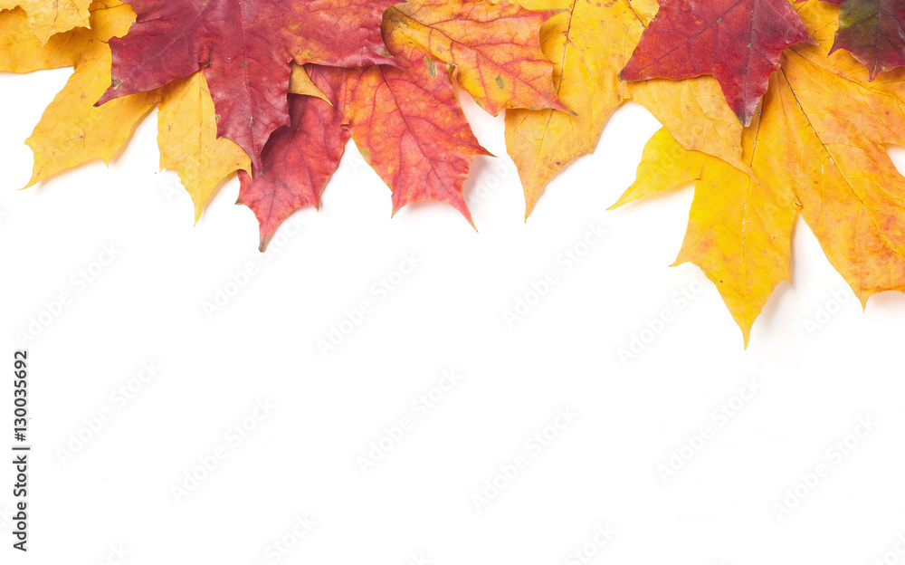 Maple leaves isolated on white background. Maple leaves isolated on white background.