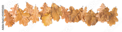 Oak leaves isolated on white background