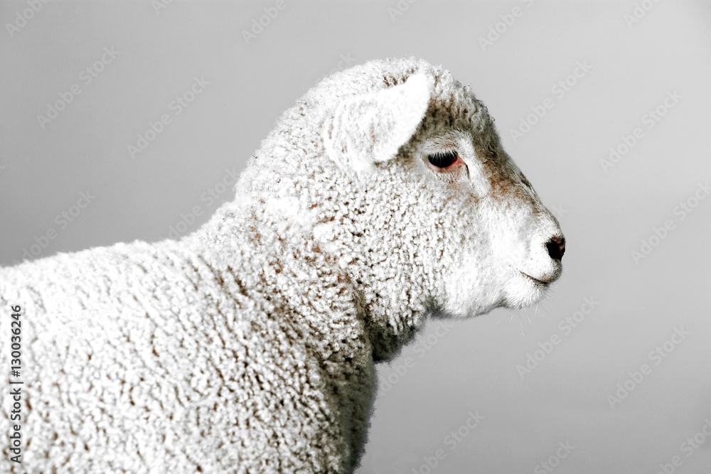 Obraz premium Sheep in Studio