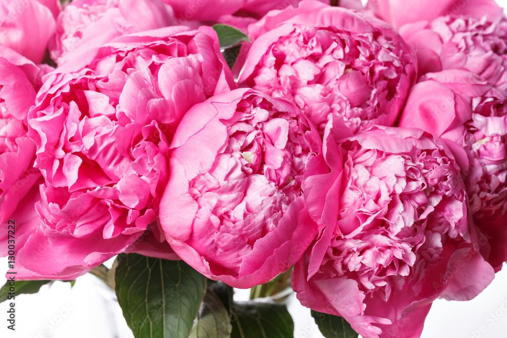 fresh bright blooming peonies flowers on white background. and pink bud fresh bright blooming peonies flowers on white background. and pink bud