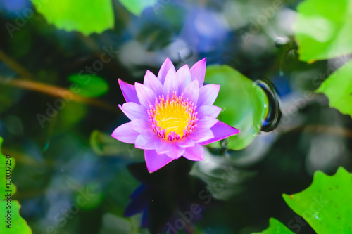 The lotus flower