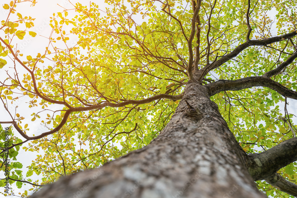 © jack-sooksan - Up looking on big tree with green leaf and soft sunlight © jack-sooksan - Up looking on big tree with green leaf and soft sunlight