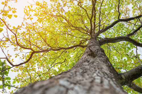 Up looking on big tree with green leaf and soft sunlight