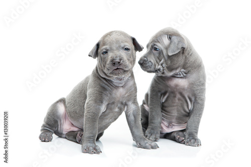Two thai ridgeback puppies isolated on white © svetography