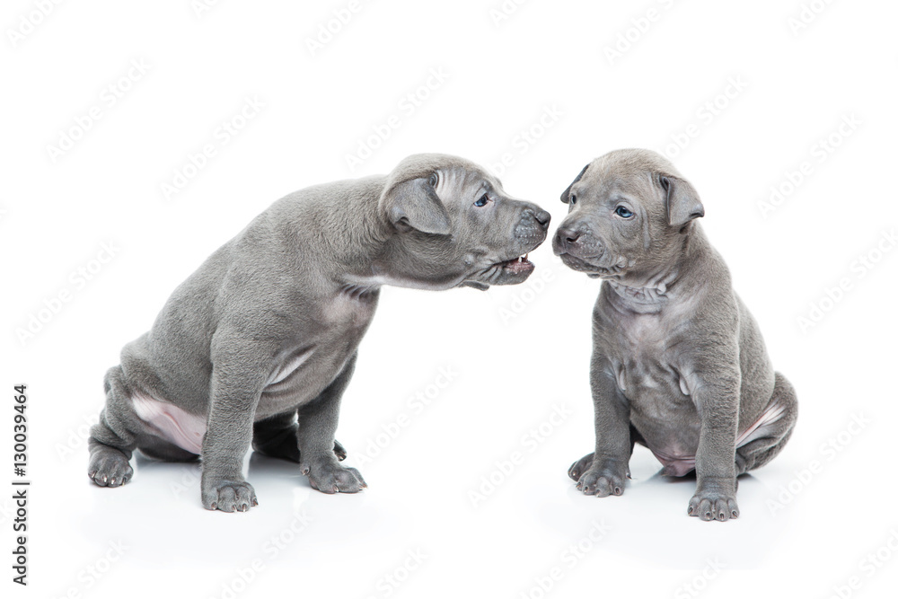 Fototapeta premium Two thai ridgeback puppies isolated on white