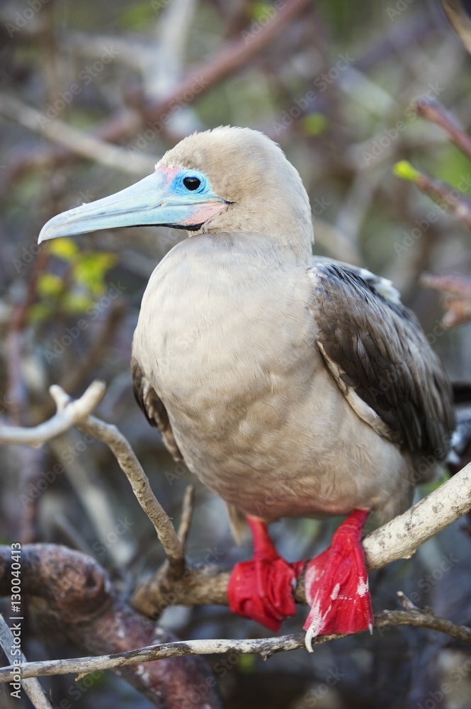 Red footed booby (sula sula), Isla Genovesa, Galapagos Islands, Ecuador Red footed booby (sula sula), Isla Genovesa, Galapagos Islands, Ecuador