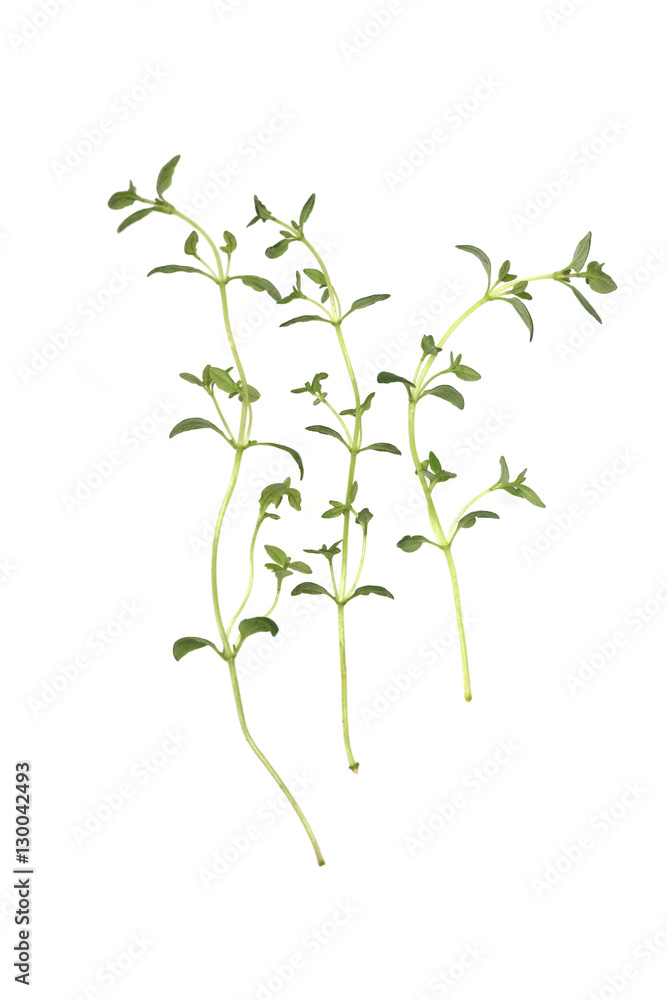 Fototapeta premium Thyme on white background - close-up