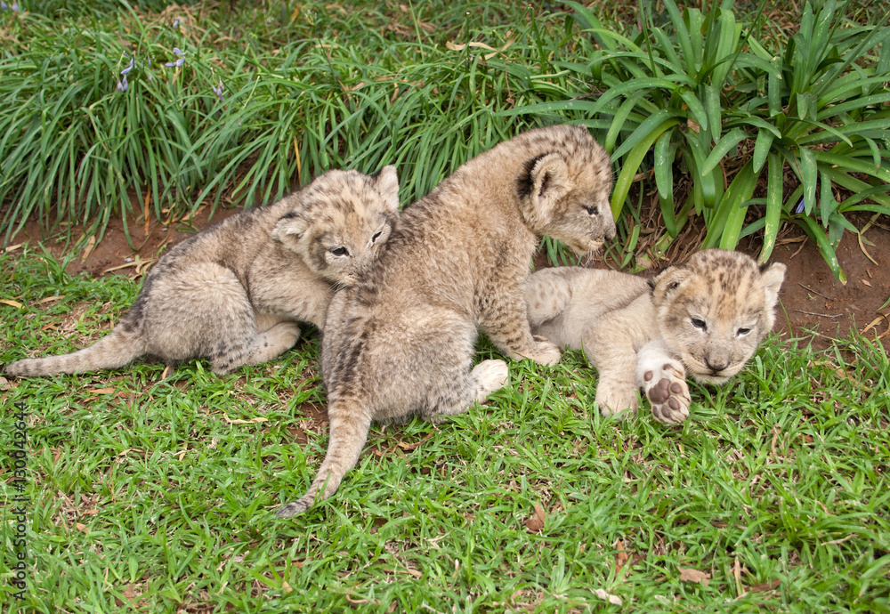 Obraz premium Three Lion Babies playing in a Park, South Africa