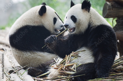 Obraz na plátně Giant panda eating bamboo at Chengdu Panda Reserve, Sichuan Province, China