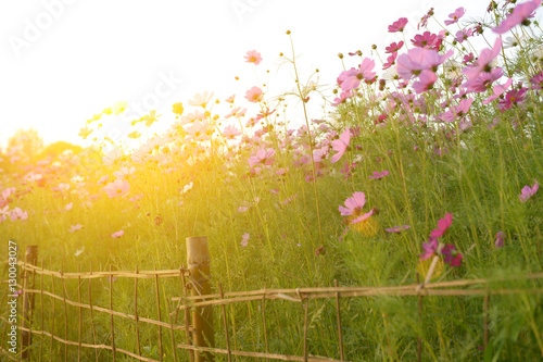 Fototapeta Naklejka Na Ścianę i Meble -  Beautiful pink cosmos flowers full field