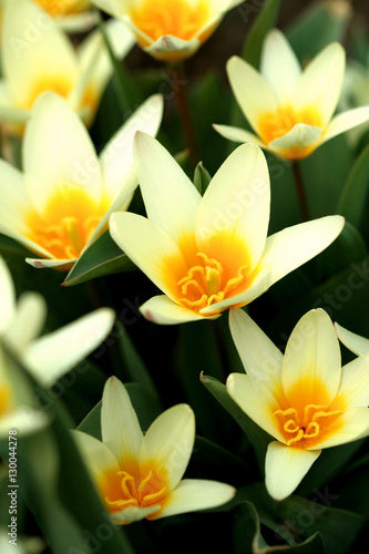 Yellow daffodils on a white background
