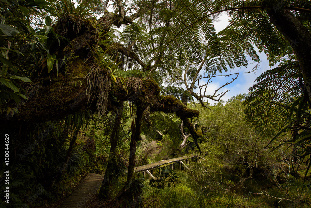 Fototapeta premium Boardwalk in the primary forest