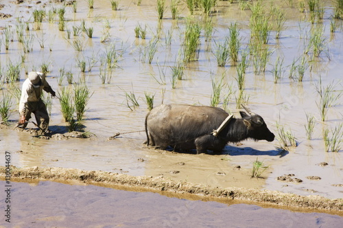 Water buffalo ploughing rice field, Sagada Town, The Cordillera Mountains, Benguet Province, Luzon, Philippines photo