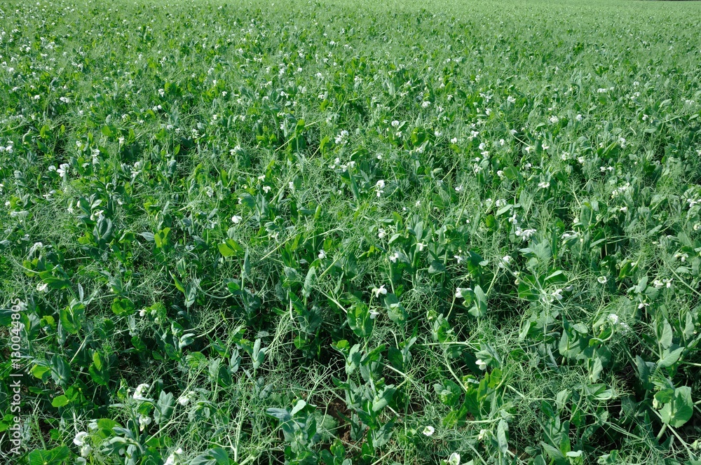 Peas field