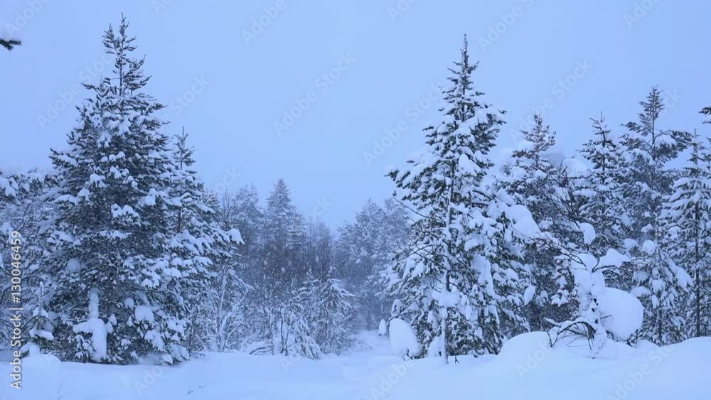 Coniferous forest. A lot of snow. Dense snowfall. Seamless loop Coniferous forest. A lot of snow. Dense snowfall. Seamless loop