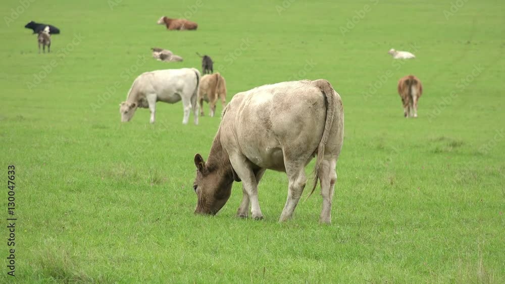 herd of cows grazing in a lush valley of fresh grass herd of cows grazing in a lush valley of fresh grass