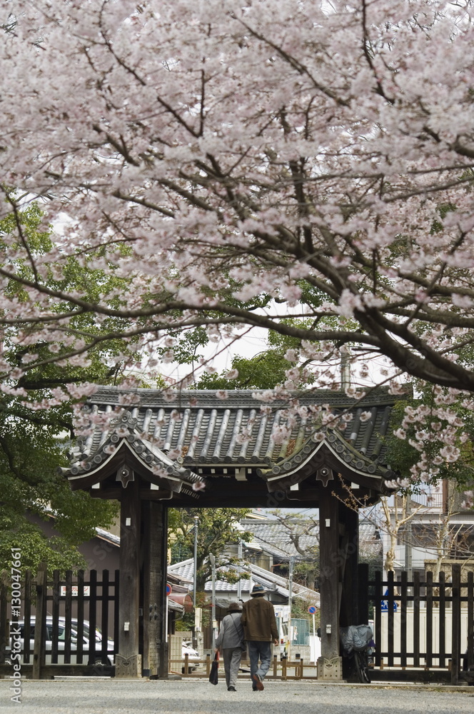 Old couple walking through gate under spring cherry tree blossom, Kyoto, Japa Old couple walking through gate under spring cherry tree blossom, Kyoto, Japa
