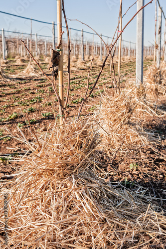 Mulching the roots of young trees of Kiwy with straw. photo