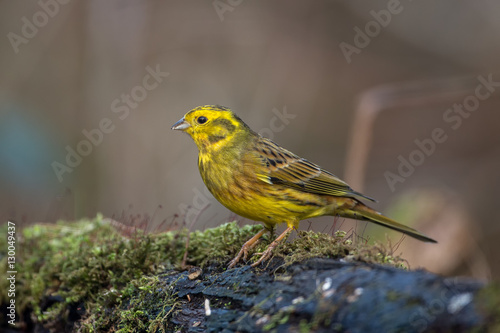 Yellowhammer