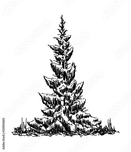 vector -three spruce trees at winter time