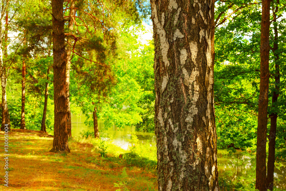 forest on the shore of lake forest on the shore of lake