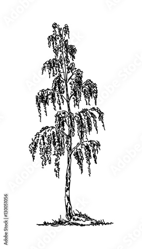 birch tree