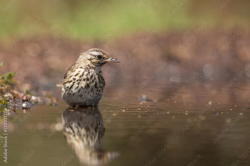 Tree Pipit Tree Pipit