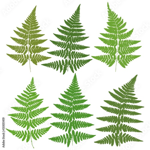 A set of six images of silhouettes of ferns. Vector.