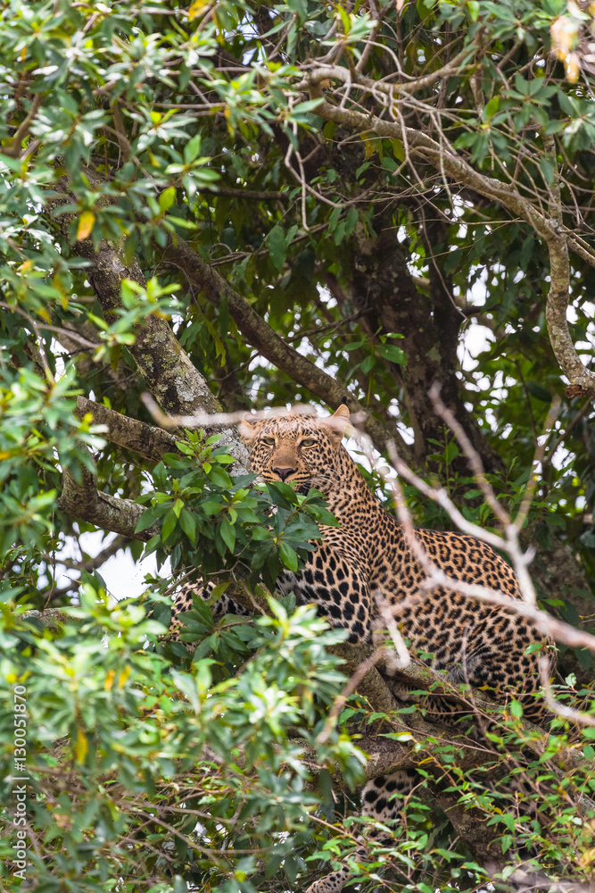 Leopard waiting prey. Ambush. On branch. Masai Mara, Kenya