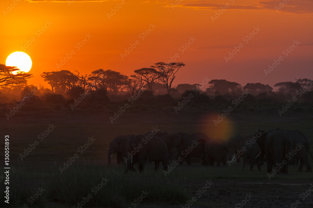 Evening landscape with elephants.  Nightlife. Amboseli, Kenya