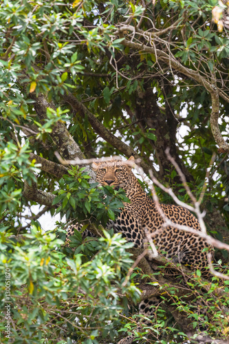Leopard waiting prey. Ambush. On branch. Masai Mara, Kenya