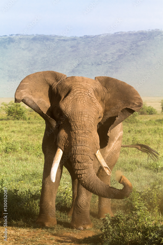 Fototapeta Elephant. Old and angry. NgoroNgoro, Africa.