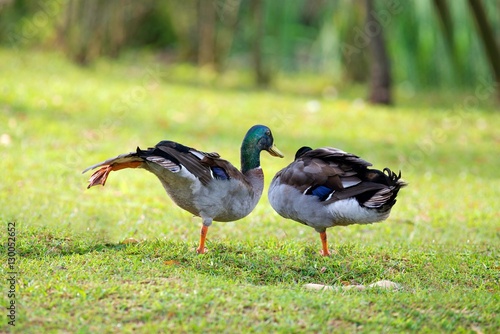Twin duck standing on