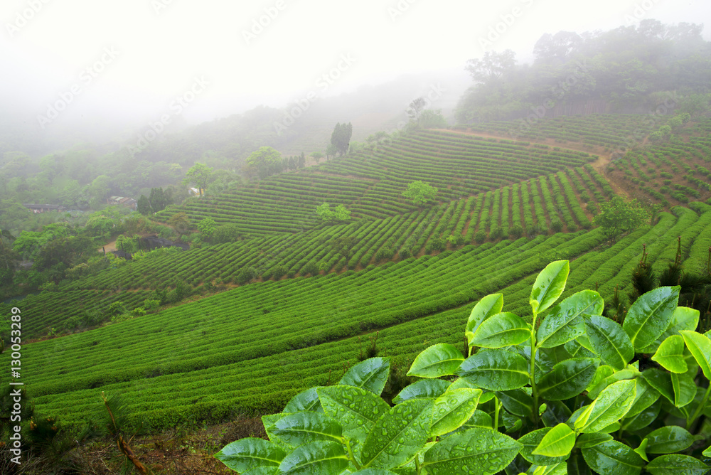 The Tea plantation field