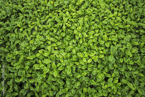 tea leaves as background