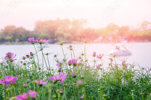 Soft focus and blurred purple flower. Boat on pond on sunset background. Shallow depth of field.