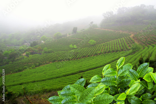 The Tea plantation field
