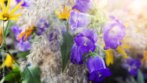 closeup of beautiful yellow and purple flowers