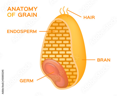 Grain cross section anatomy. Endosperm, germ, bran layer and hairs of brush