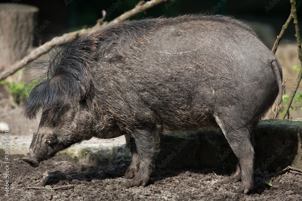 Visayan warty pig (Sus cebifrons). Visayan warty pig (Sus cebifrons).