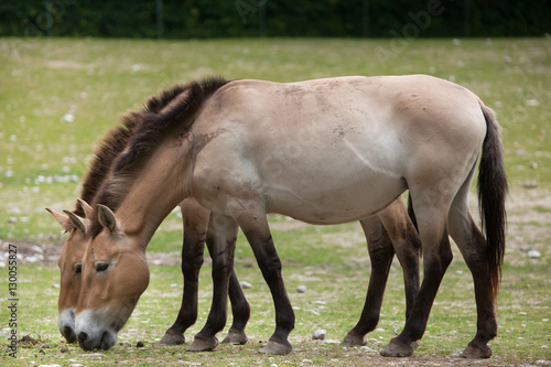 Przewalski s horse  Equus ferus przewalskii 