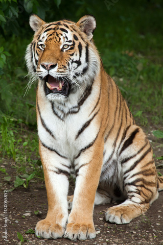 Siberian tiger (Panthera tigris altaica)