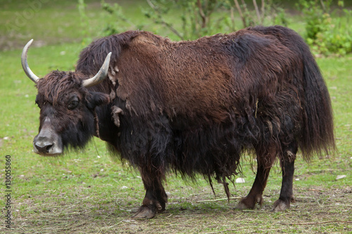 Domestic yak (Bos grunniens).