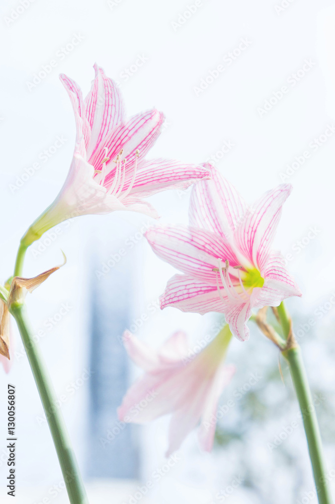 Flower Hippeastrum Looks like a lily white with pink stripes. Pl Flower Hippeastrum Looks like a lily white with pink stripes. Pl