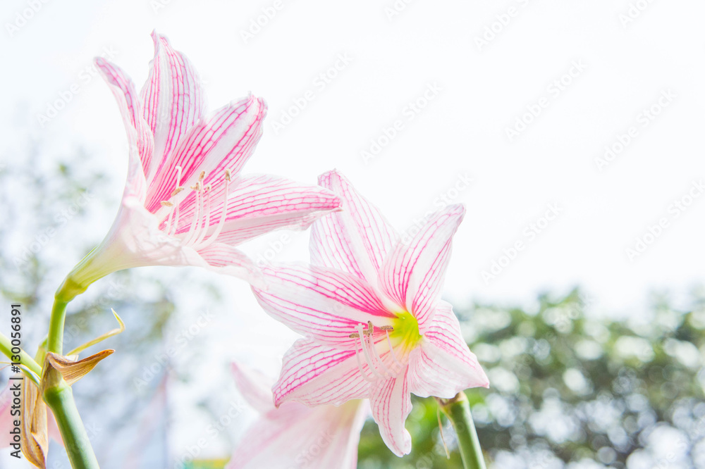 Obraz premium Flower Hippeastrum Looks like a lily white with pink stripes. Pl