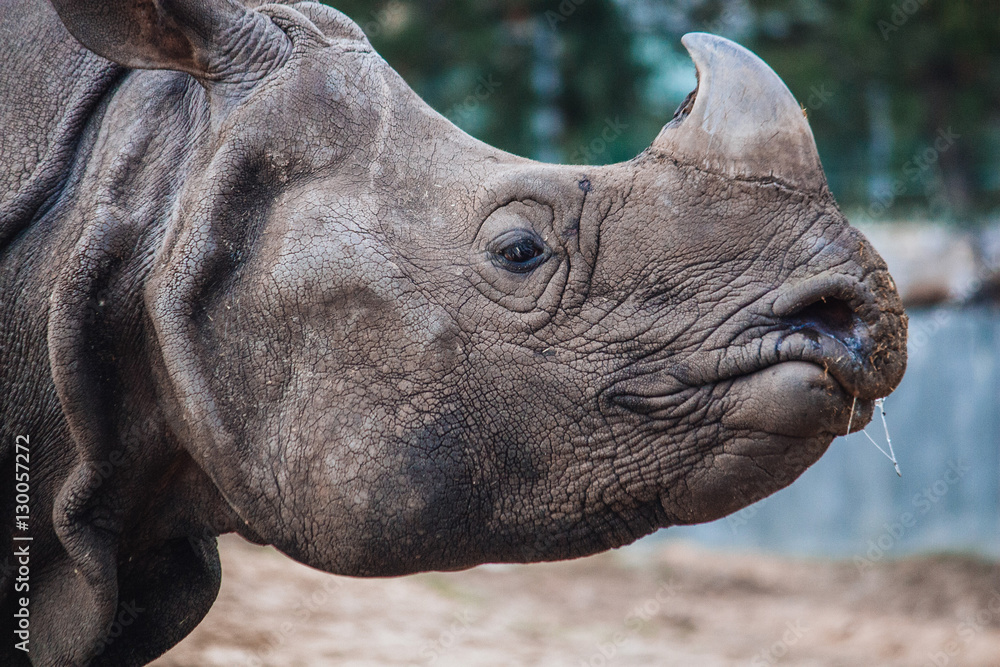 Rhino