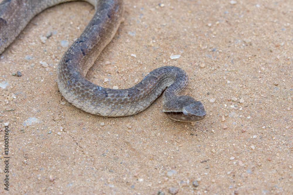 The Snake The Snake