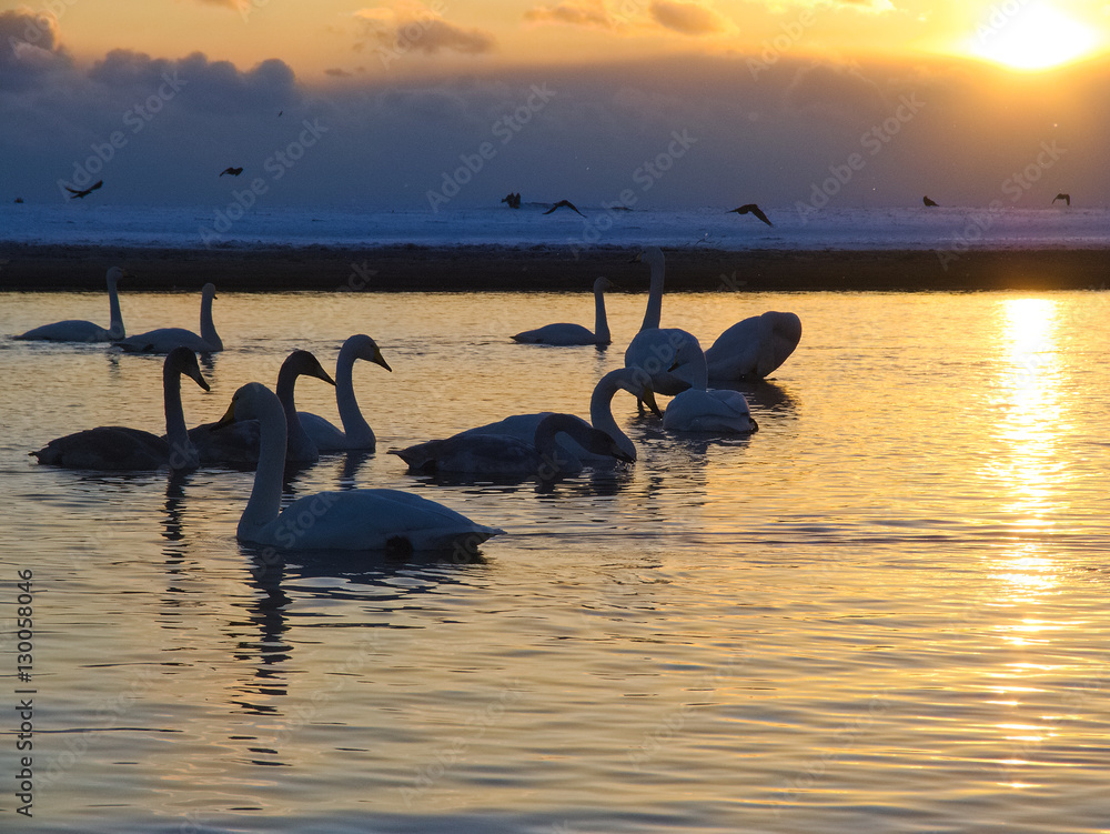 Fototapeta premium 北海道ヌッキベツ川 夕日と白鳥