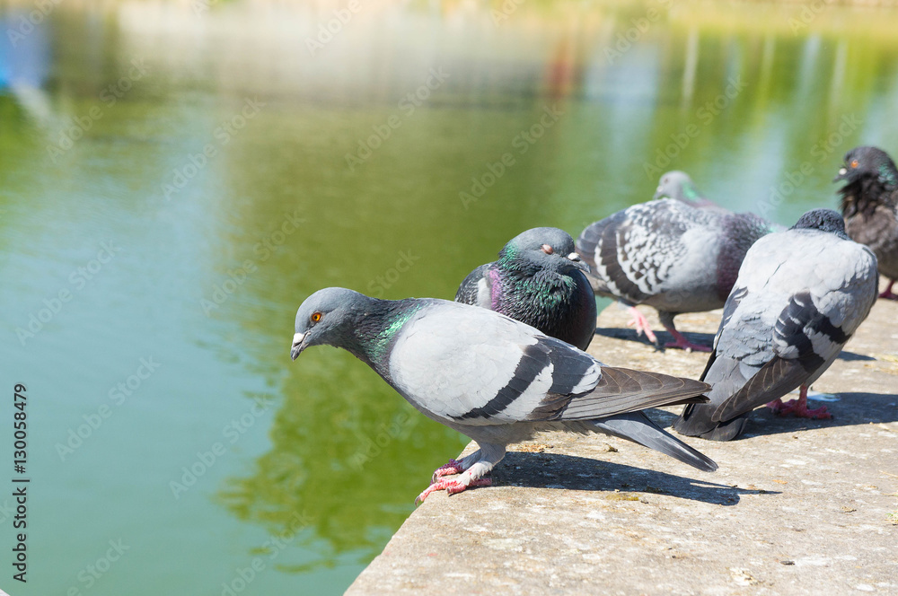 Fototapeta premium Pigeons in the Park