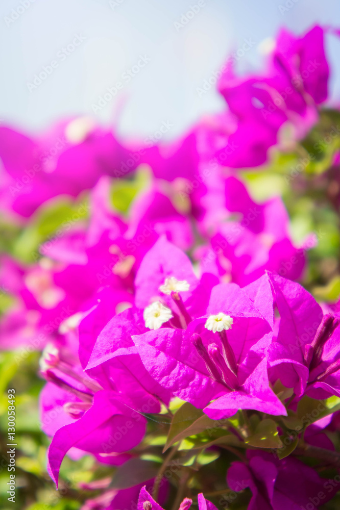 bougainvillea flowers, pink flowers in the park bougainvillea flowers, pink flowers in the park
